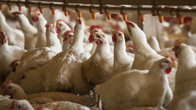 Milho x frango abatido: relação de preços melhora, mas poder de compra continua o menor em 10 anos