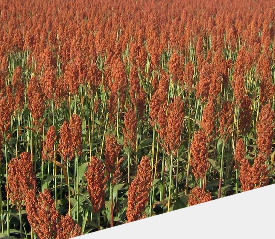Produção de sorgo deve subir na próxima safra