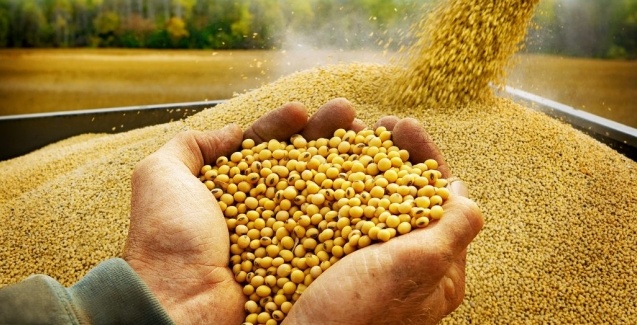 Soja: Clima adverso na América do Sul puxa mercado do grão e do farelo em Chicago nesta 2ª feira