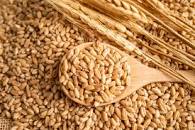 Trigo ganha protagonismo no agronegócio brasileiro
