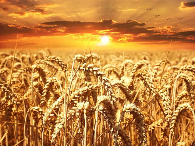 Trigo em ALTA com atrasos na colheita e tensão na Ucrânia