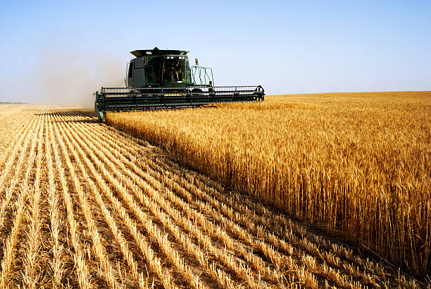 Previsão de produção total de grãos recorde para 2023-24
