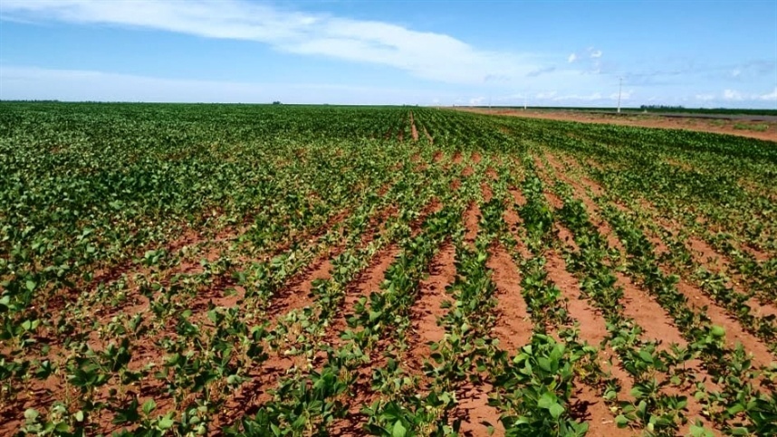 Plantio de soja no Brasil começa lento com a falta de chuvas e pressões de mercado, aponta CEEMA.