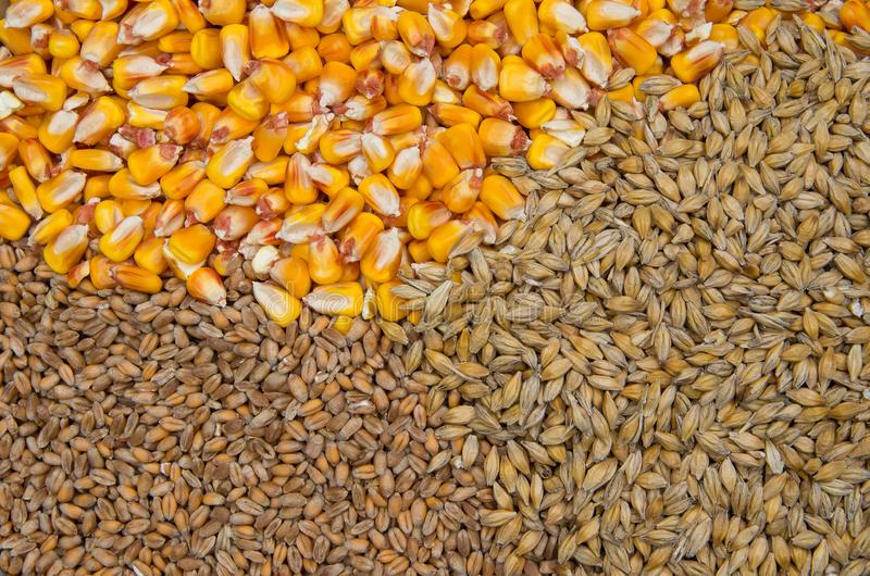 MUNDO AGRO