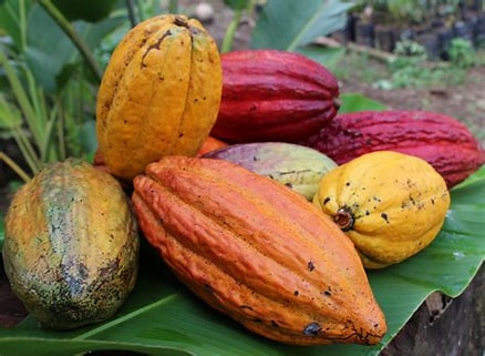 Do campo à crise: o efeito cascata das mudanças climáticas no mercado de cacau.