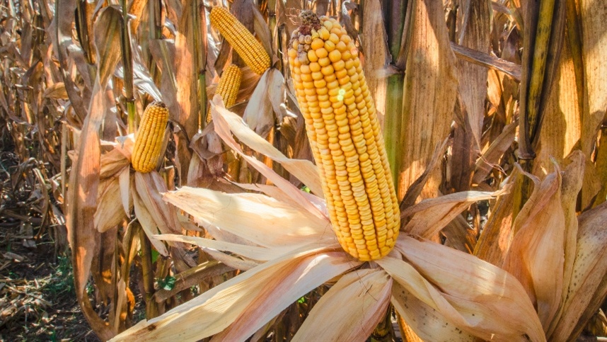 Preço do milho se mantém estável no interior e sobe nos portos.