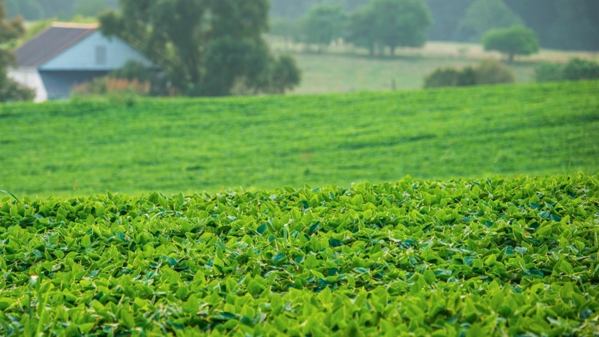 Clima impõe novos limites à produtividade da soja.