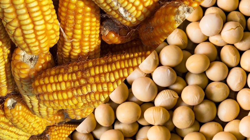 Brasil expande exportações de soja e milho e consolida liderança global.