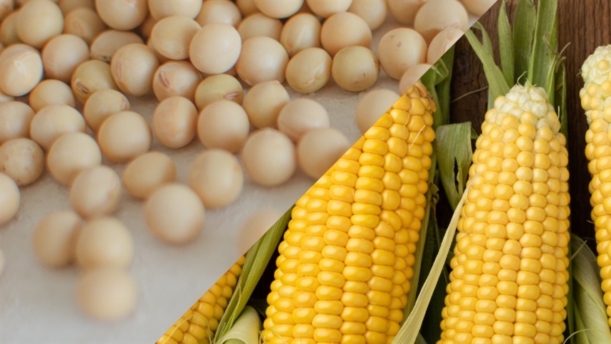 Chuvas favorecem soja na maior parte do Brasil, aponta Conab.