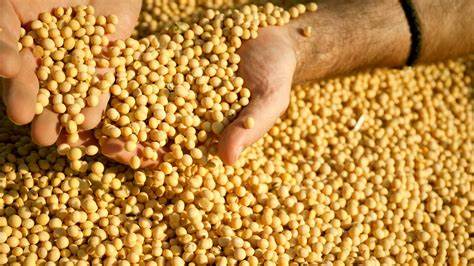 Soja/Cepea: Estimativa de maior estoque global pressiona cotações do grão