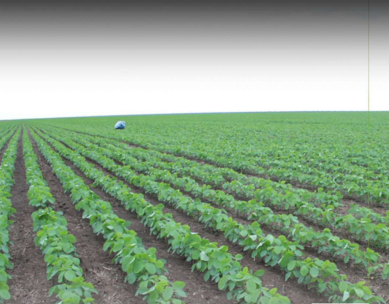 Produção de soja será ainda maior