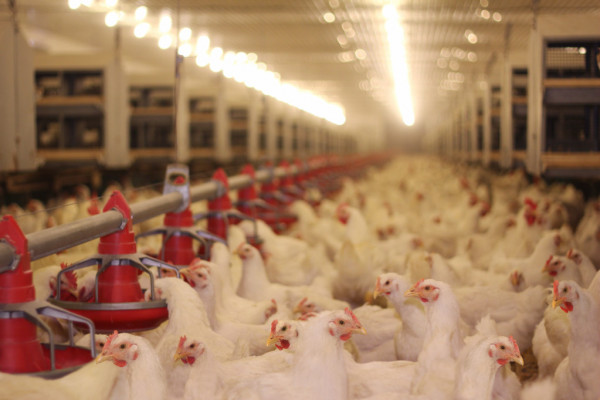 Mercado de frango