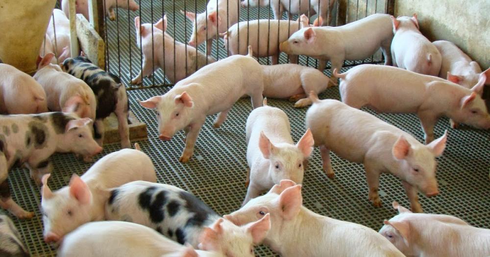 Suíno: preços se mantiveram estabilizados no início de setembro